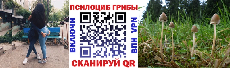 гидра tor  как найти наркотики  Мценск  Галлюциногенные грибы Psilocybe 